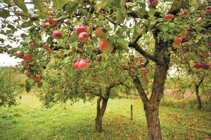 soil sea apple tree