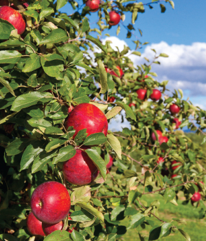 soil sea apples