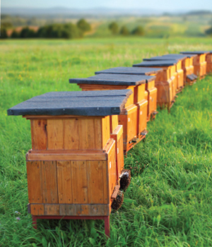 soil sea bees
