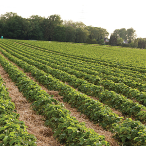 strawberry field