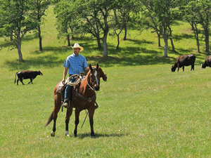 sunfed ranch