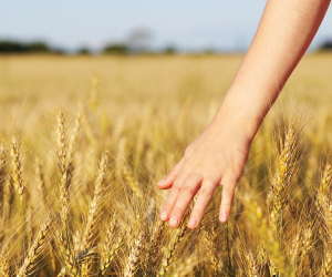 wheat agriculture food systems