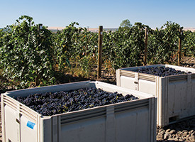 dusted valley grapes