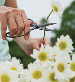 handy hands