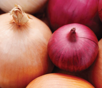 not ordinary onion