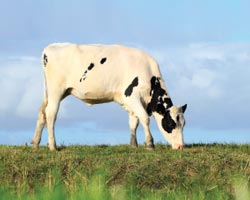 pasture raised cow
