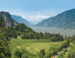 wa gorge vineyards