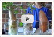 video youtube sweetpotatoes