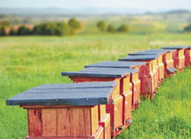 bee hive sm