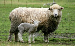 lambs