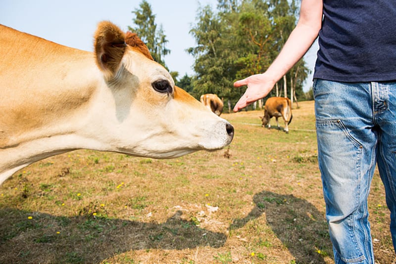 cows