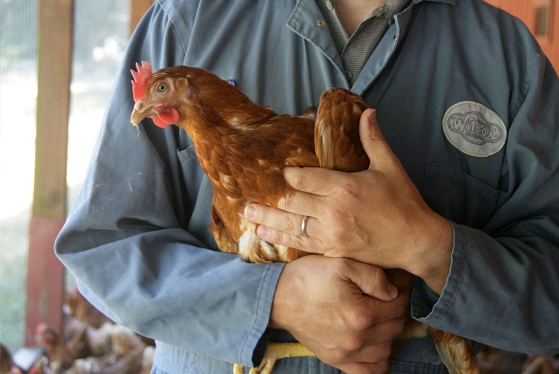 Impact food policy