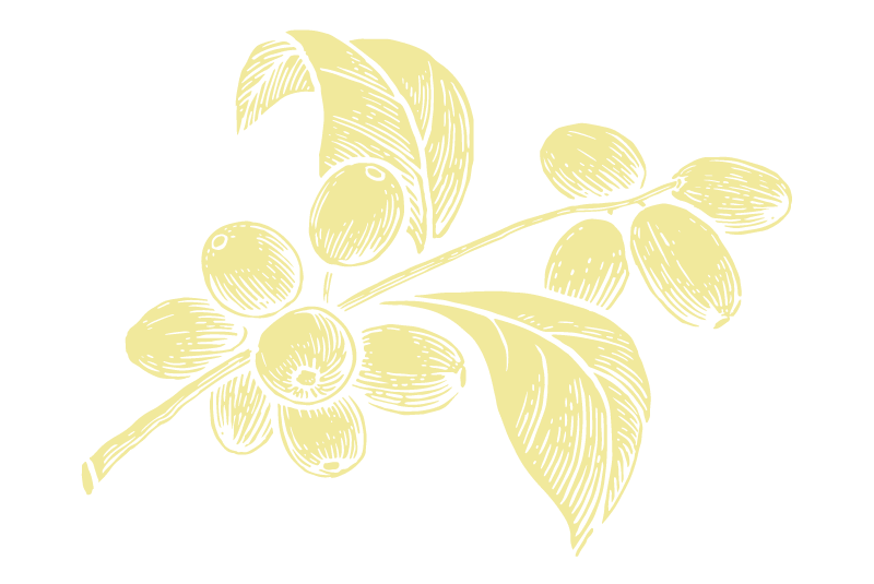 coffee plant illustration