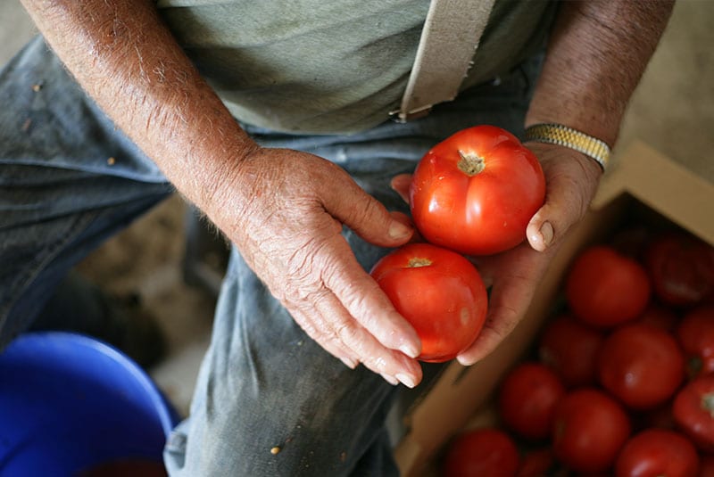 farmer holding tomatoes