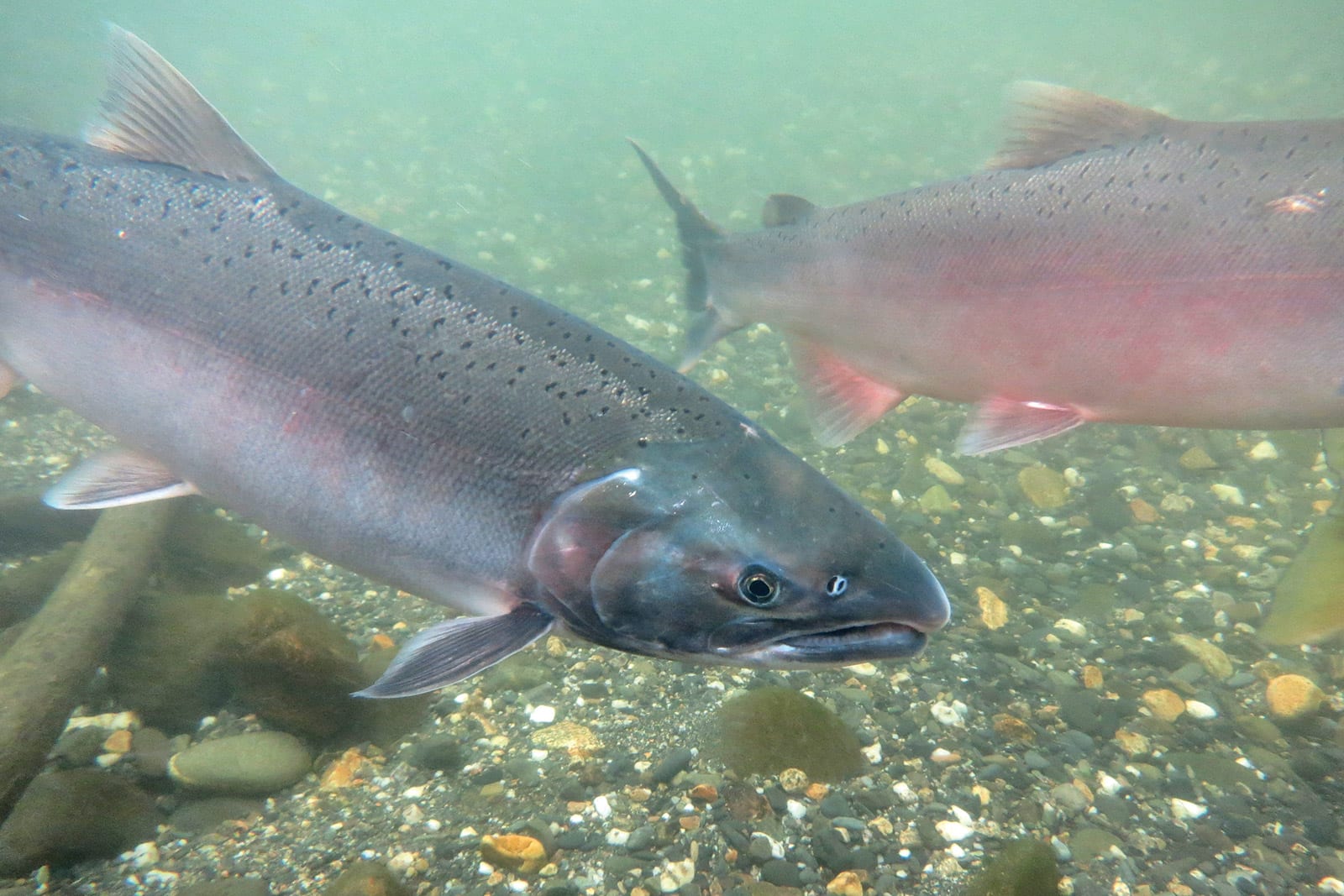 Saving wild salmon