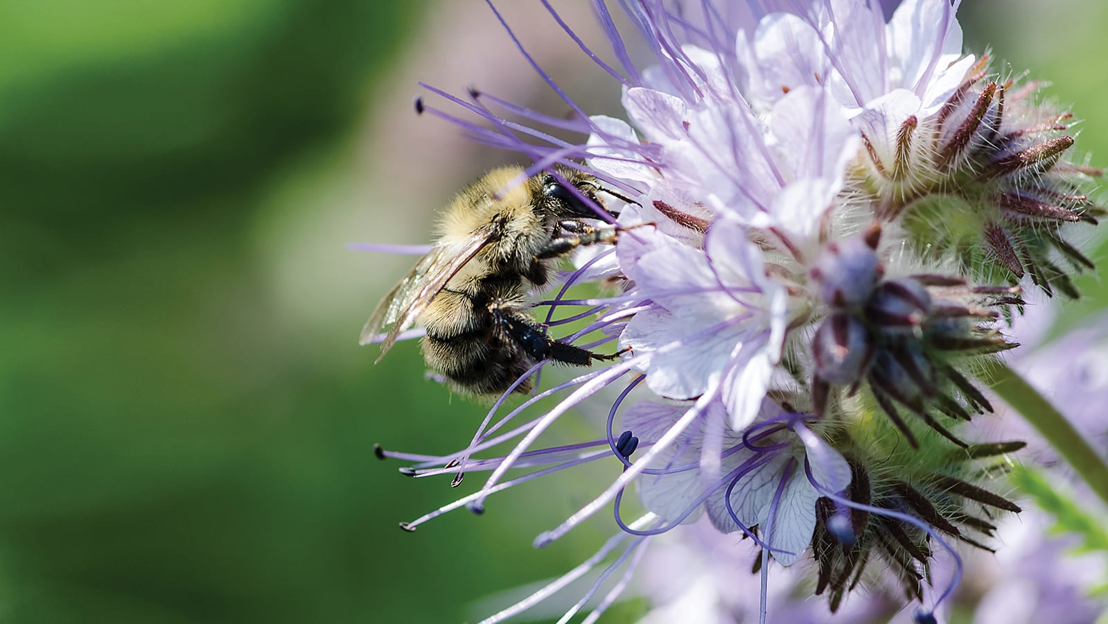 bee on flower