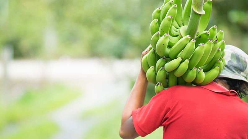 bananas