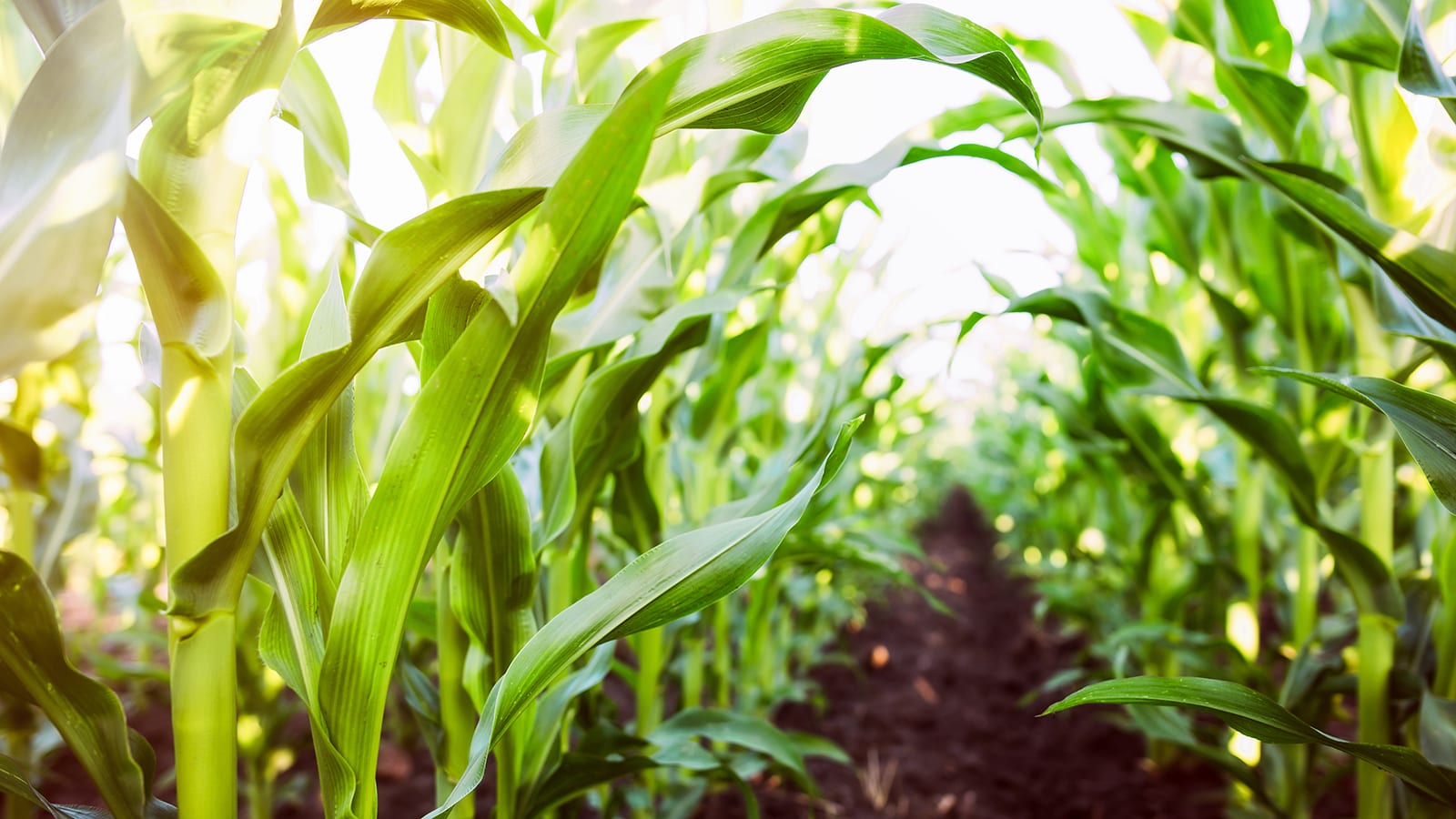 GMOs & Nanotechnology