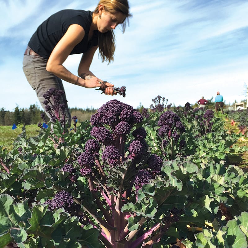Katy picking purple sprouting broccoli in the fields.