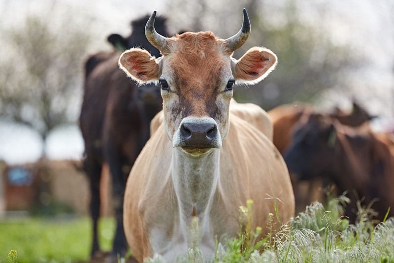 pure eire dairy cow