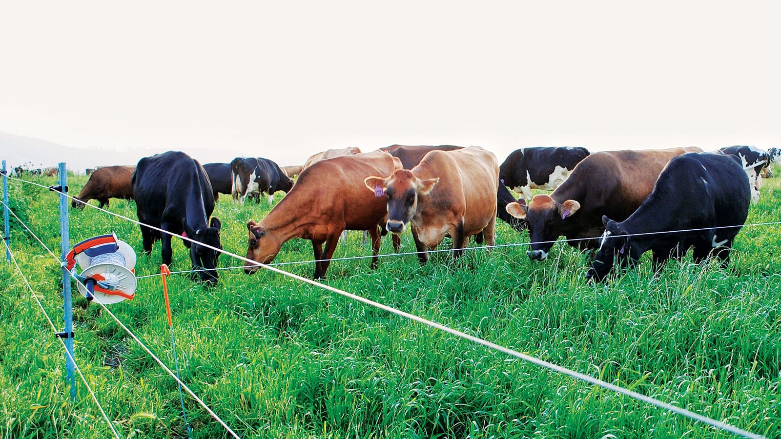 Mobile pasture fencing enables rotational grazing — a carbon farming practice.