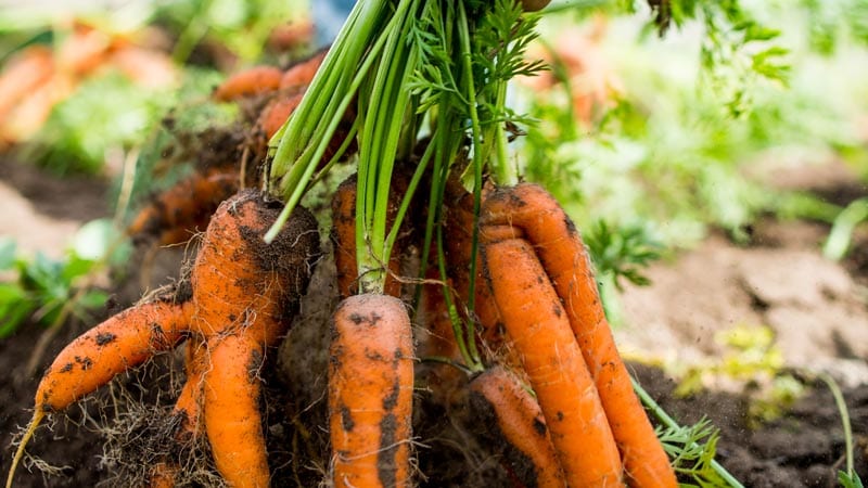 bunch of carrots in dirt
