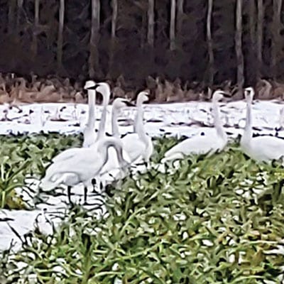 A few trumpeter swans continued to return to the PSB field until other fields opened up for them to forage.
