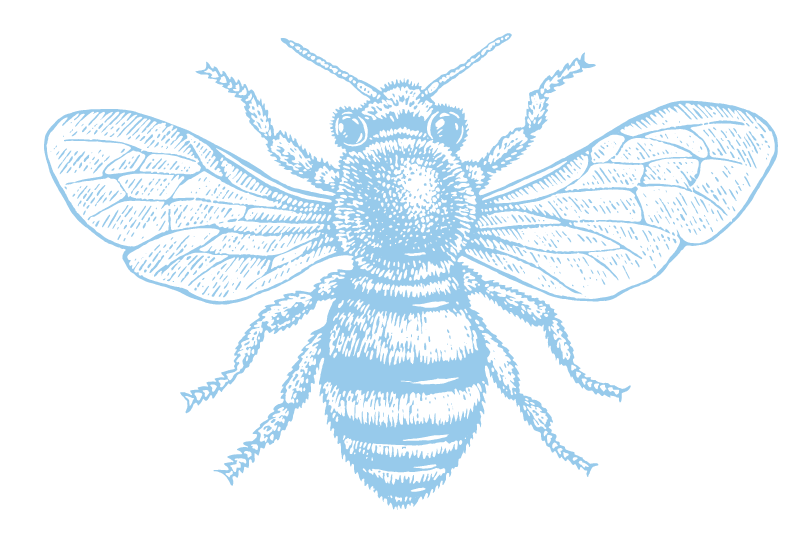 bee illustration