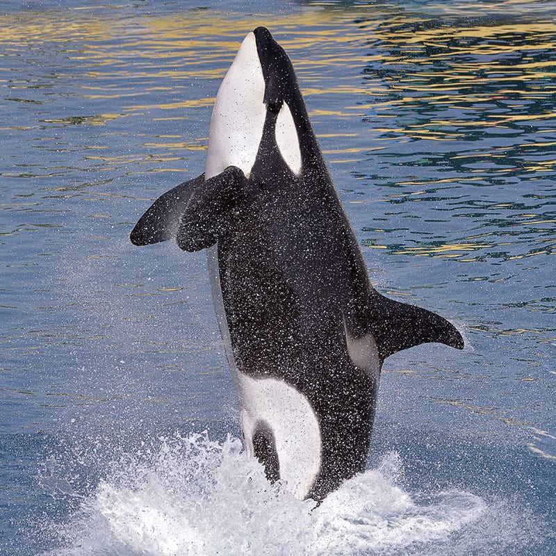 Orca whale jumping and splashing in the water.