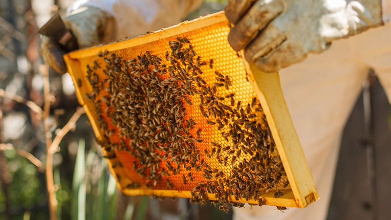 Honey bees on a honeycomb slat. 