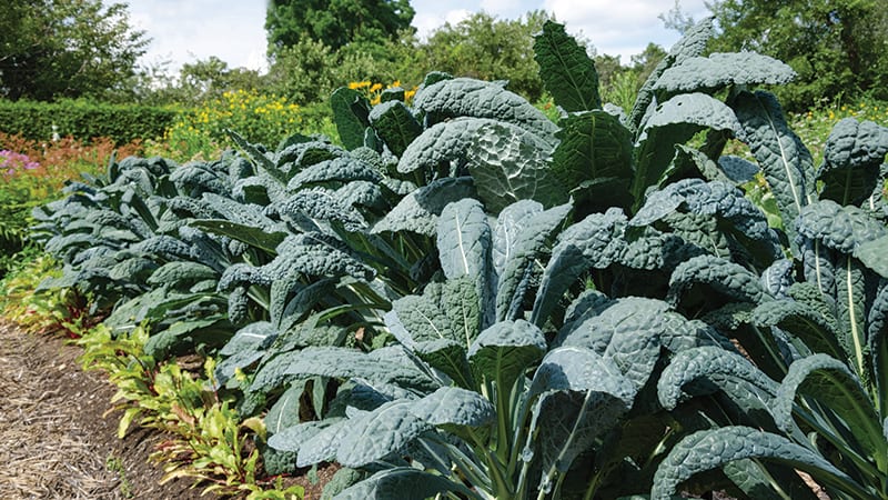 Which foods are certified as regenerative?