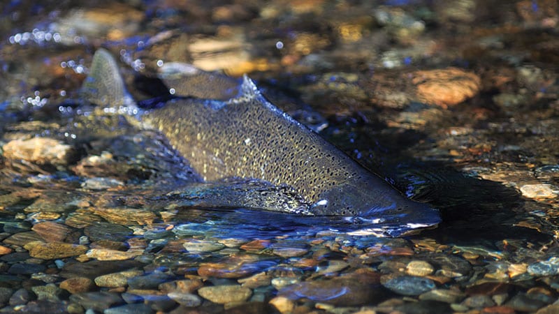 An end to genetically engineered salmon plans?