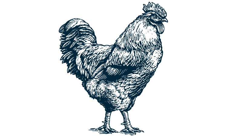 chicken illustration