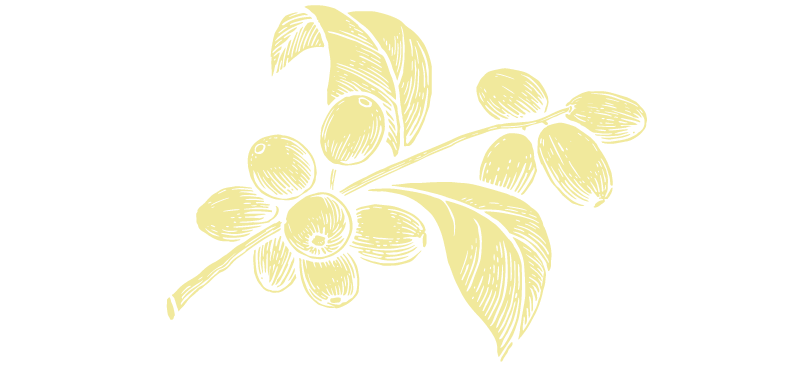 chocolate plant