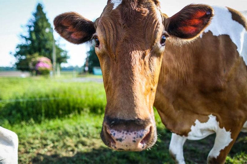 dairy cow