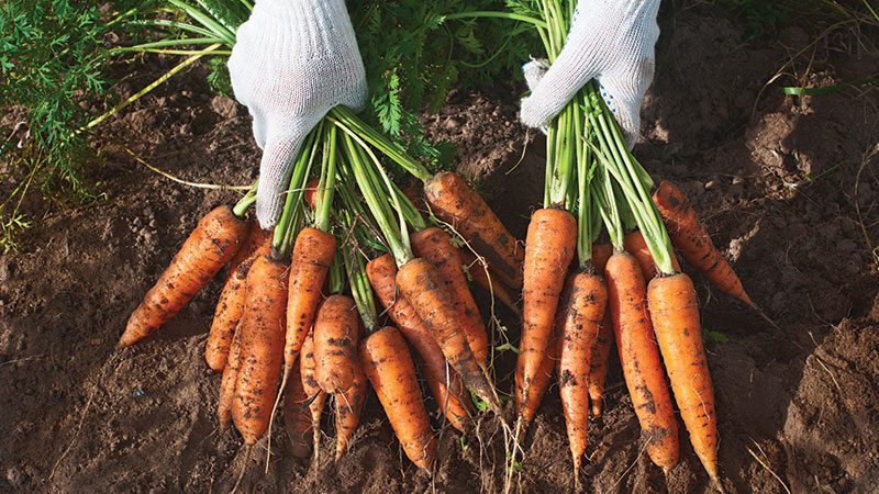carrots from ground
