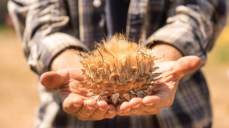 Living and Farming in the World’s Seed Bank