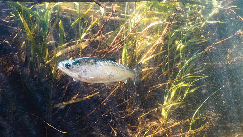 A major study on salmon survival provides new answers