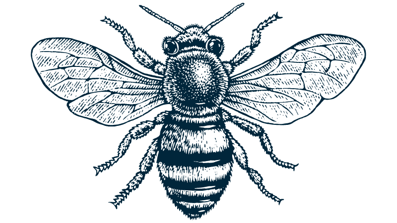 Illustration of a honey bee.