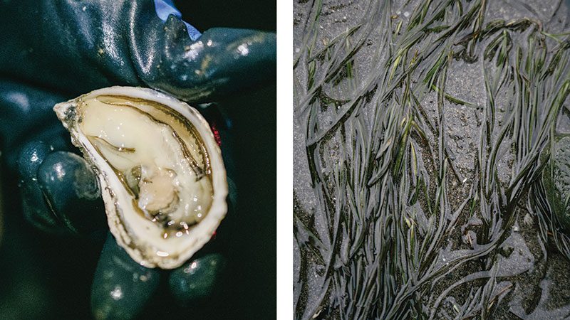 Similk Bay Eel Grass