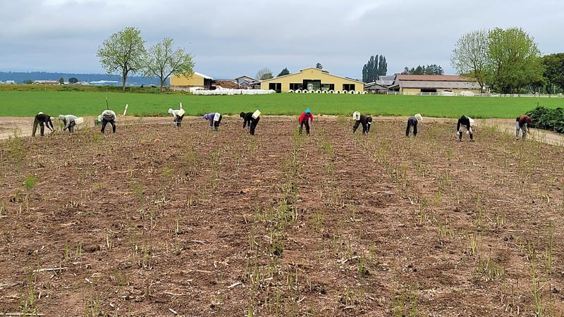 Living Rain Farm