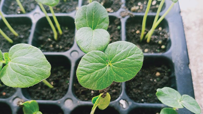 From okra to amaranth, plants help new residents “grow home”