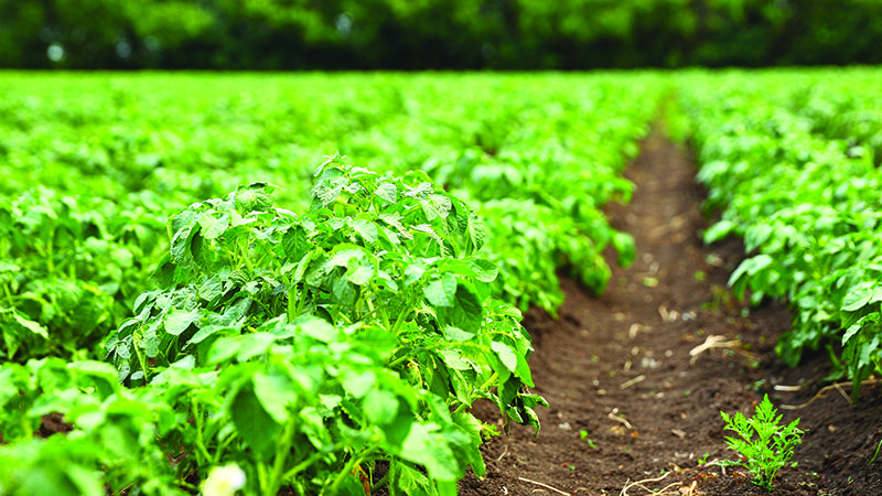 Policy Report: Big federal gains for climate and organic agriculture