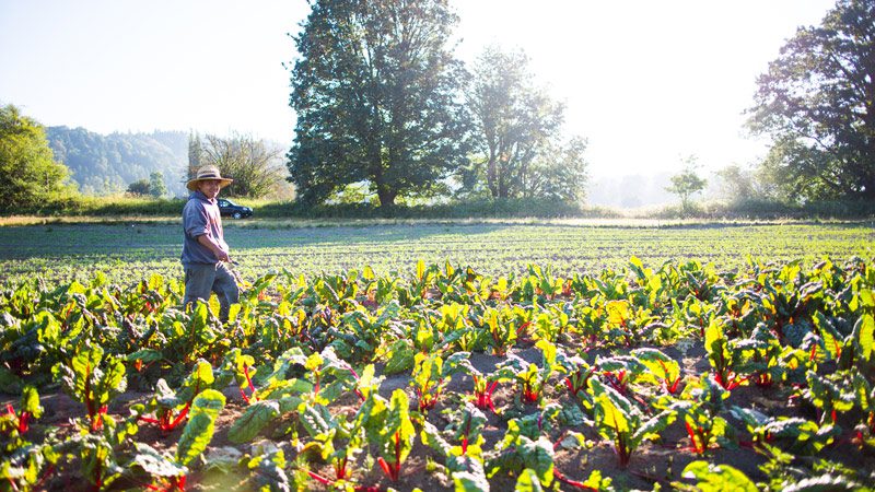 Tilth grants turbocharge local sustainable farming