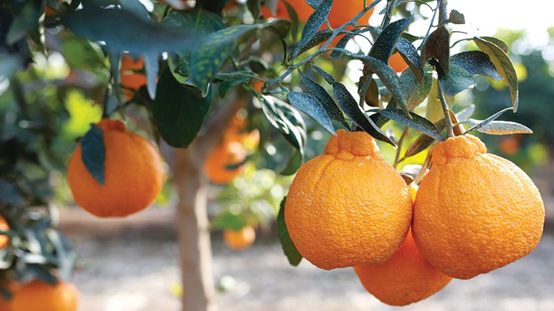 The Sumo orange is a new citrus star