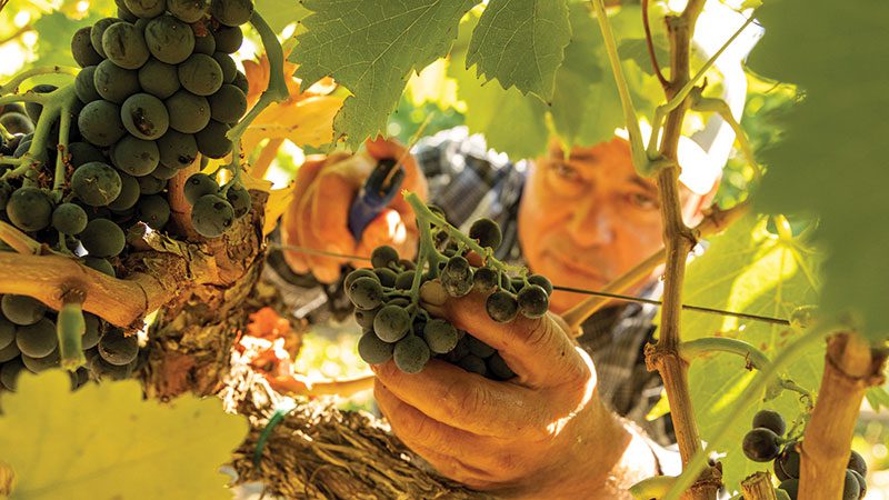 From grape to glass
