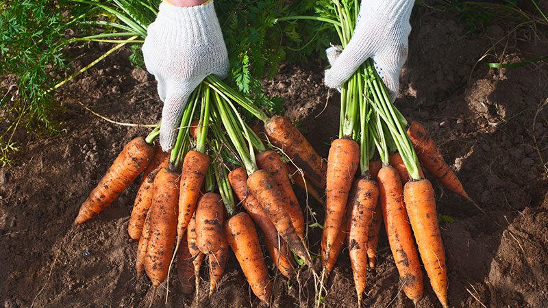 Growing for Good reaches new heights