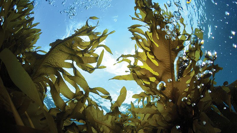 The benefits of eating seaweed (in moderation)