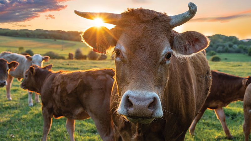 A Guide to Grass-Fed Beef