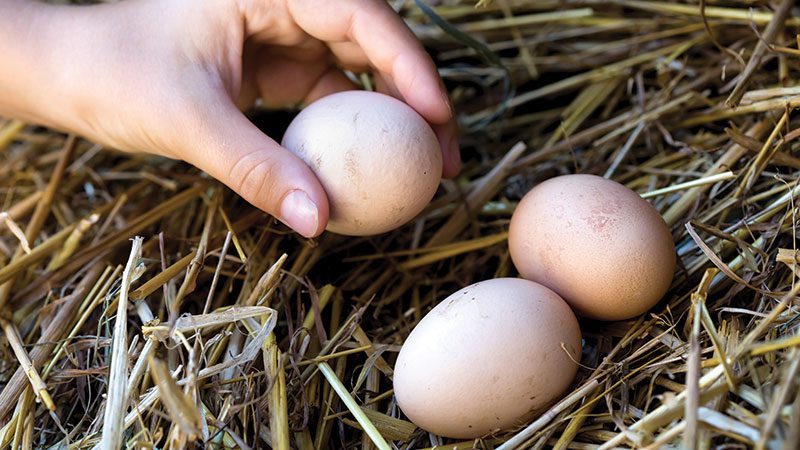 See how your eggs scored in watchdog ratings